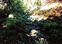 rich_cascade_cc6_1999_sm.jpg 100K