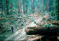 nw05_gp_logging_br_flat_nov74_sm.jpg 73K