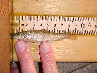 klamath_smallscale_sucker.jpg 77K