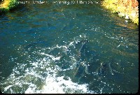 klamath_river_hatchryreturn.jpg 110K