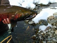 male_coho_upclose12_04_01.jpg 382K