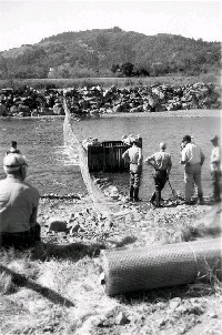 bigsulphur_1951trap_2.jpg 136K