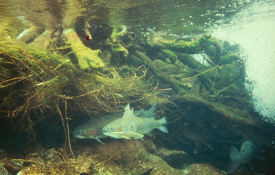 fish under root wad  Photo by Pat Higgins